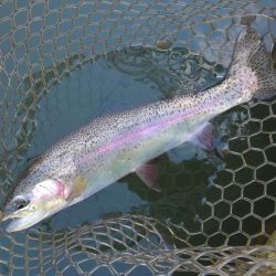 大安トラウトレイク釣果